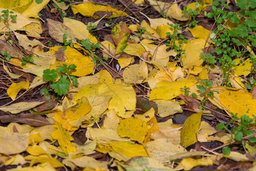 Photos of yellowed tree leaves in autumn.