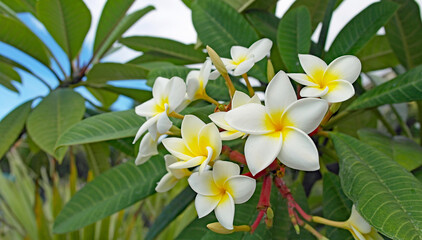 Spain, Canary Islands, Plumeria flowers