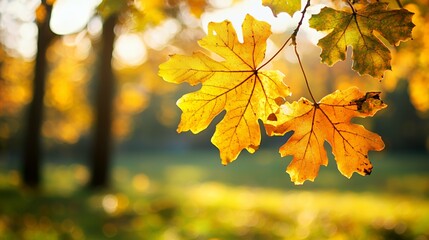 Obraz premium Golden Autumn Maple Leaves in Sunlight