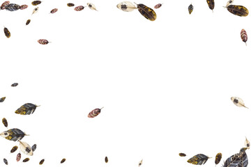 Adobe Illustrator Artwork