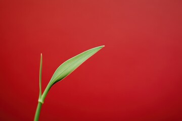 Obraz premium A singular green plant with a single prominent leaf