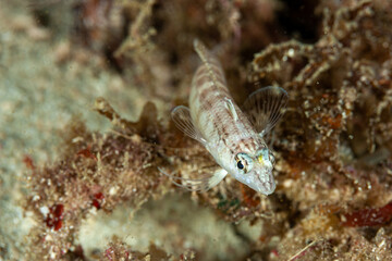 Indonesia, Raja Ampat, 