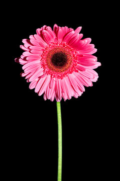 pink flower with water splashs