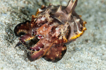 Indonesia, Raja Ampat, Flamboyant Cuttlefish (Metasepia pfefferi)