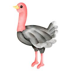 ostrich watercolor