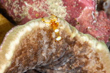 Indonesia, Raja Ampat, Glass Anemone Shrimp (Periclimenes brevicarpalis)
