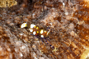 Indonesia, Raja Ampat, Glass Anemone Shrimp (Periclimenes brevicarpalis)