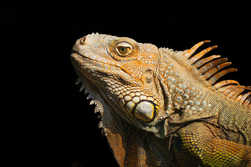 iguana close up head shot