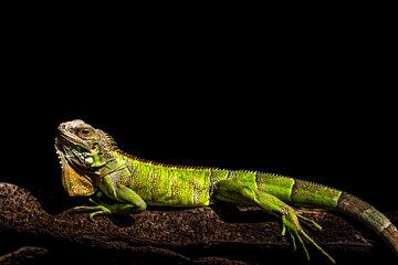 iguana lizard in dark environment  