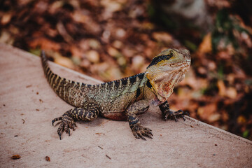 Australian Water Dragon