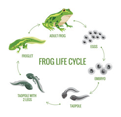 Frog life cycle stages. Wild water animal, development toads. Amphibian evolution or metamorphosis scheme. Hand drawn colorful diagram on white background