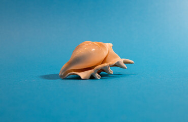 Seashells arranged on a light blue background