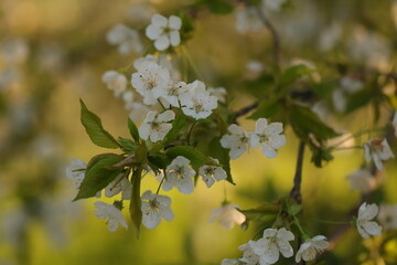 fiori di ciliegio in primavera