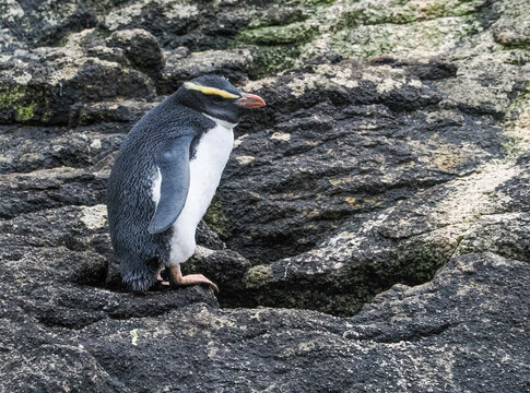Fiordland Penguin spotted on Snares Island