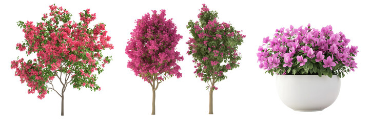 Decorative display of vibrant bougainvillea plants on transparent background