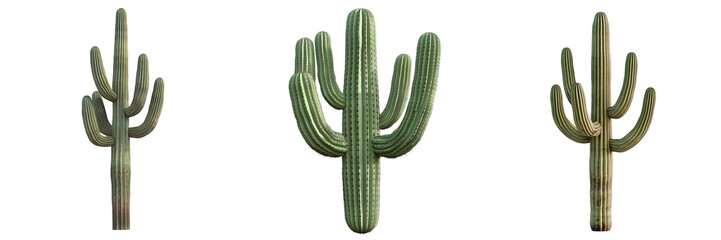 Cacti cluster on a transparent background nature scene three specimens