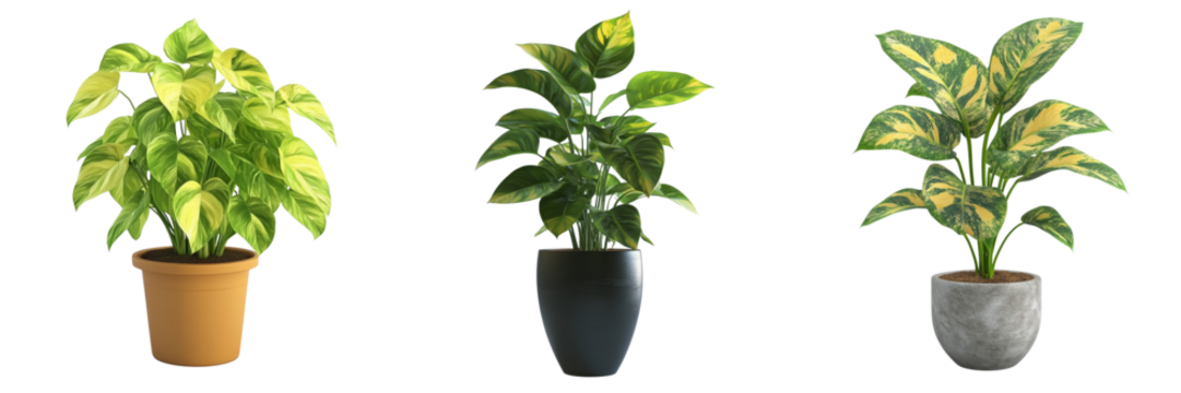 Indoor plants on a transparent background lush greenery collection