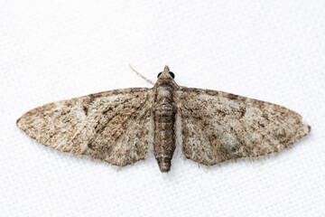Eupithecia is the largest genus of moths of the family Geometridae