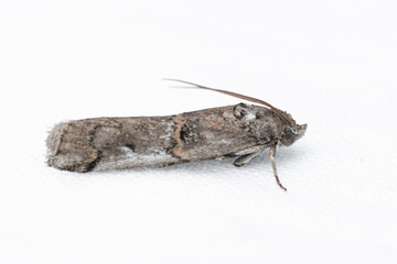 Pempelia palumbella is a moth of the family Pyralidae.