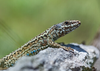 The Iberian rock lizard (Iberolacerta monticola) is a species of lizard in the family Lacertidae.