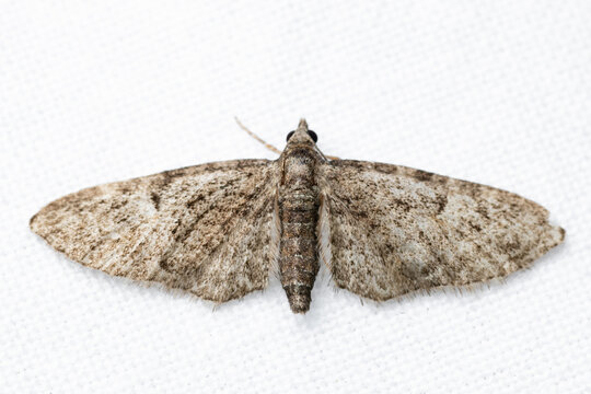 Eupithecia is the largest genus of moths of the family Geometridae