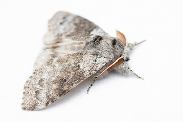 Calliteara pudibunda, the pale tussock, is a moth of the family Erebidae.