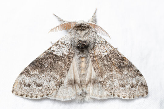 Calliteara pudibunda, the pale tussock, is a moth of the family Erebidae.