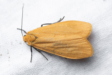 Wittia sororcula or Eilema sorcula, the orange footman, is a moth of the family Erebidae.