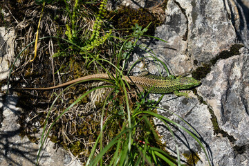 The Iberian rock lizard (Iberolacerta monticola) is a species of lizard in the family Lacertidae.