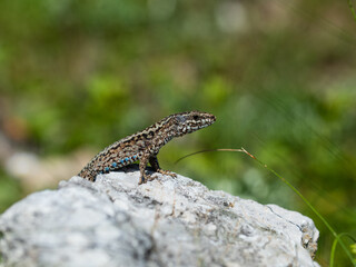The Iberian rock lizard (Iberolacerta monticola) is a species of lizard in the family Lacertidae.
