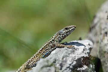 The Iberian rock lizard (Iberolacerta monticola) is a species of lizard in the family Lacertidae.