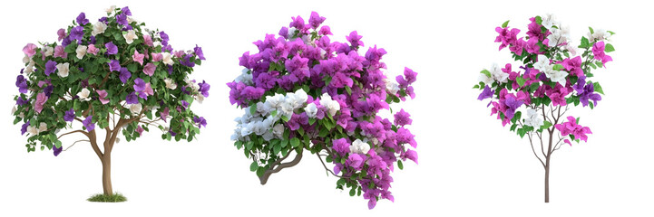 Obraz premium Bougainvillea trees on a transparent background nature floral garden close-up