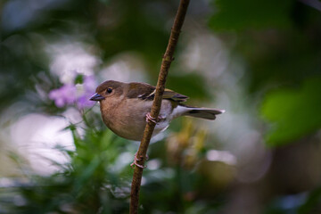 The small bird sitting on the tree.