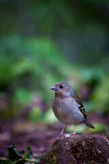Wild small bird Madeira Island.