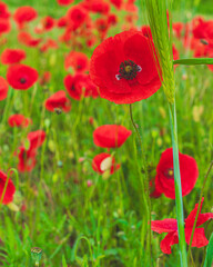 Poppies. Close-up of poppies, ideal for backgrounds, nature themes, spring themes.

