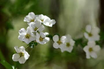 枝が曲線を描く