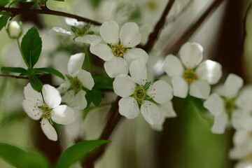 枝が曲線を描く