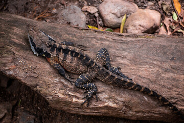 Australian Water Dragon