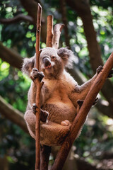 Koala on a tree in Australia