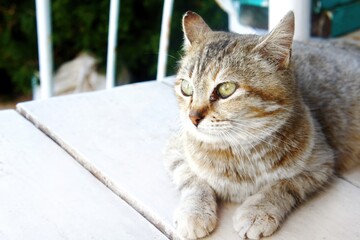 Tabby cat resting on wooden porch in sunlight