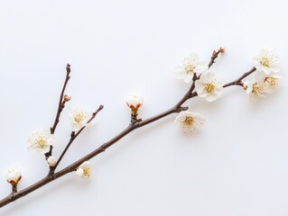 Obraz premium Delicate flowers on a white or white gray background 