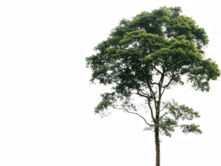 A tree stands alone in a white background. The tree is tall and green, with a few leaves on it. The image has a peaceful and serene mood, as the tree stands alone in the vast white background