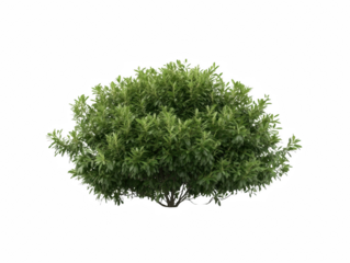 A small green bush is standing alone on a white background. The bush is full of leaves and he is healthy