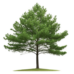 Obraz premium A large green tree stands alone on a grassy hill. The tree is the main focus of the image, and it is a symbol of strength and resilience