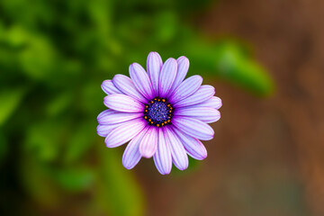 Close up shot of purple flower with beautiful petals.