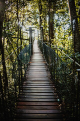 Obraz premium O’Reilly’s Tree Top Walk in Lamington National Park, QLD, Australia