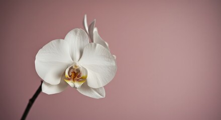 Obraz premium White Orchid on Pink Background
