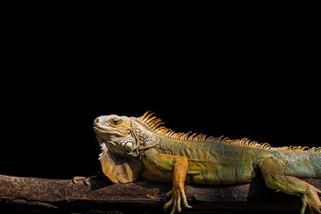 Closeup shot Iguana seating on branch.
