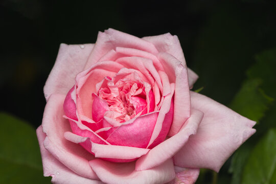 Pink rose macro shot