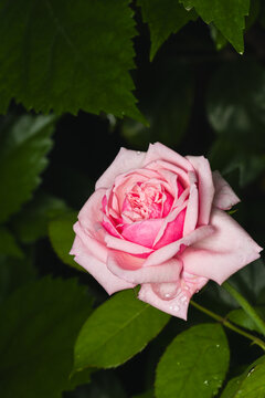 Pink rose